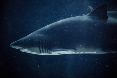 水下黑白鲨